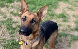 Image of German Shepherd